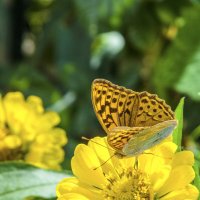 Бабочка и жёлтая  Циния :: Валентин Семчишин
