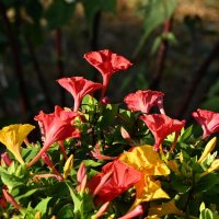 На клумбе у дома... :: Николай Саржанов