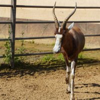 РОЖКИ_СМАЧНЫЕ :: Сергей Янович Микк