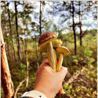 Золотистые боровики. :: Валерия Комова