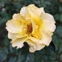 ,,, :: Сергей Тимоновский