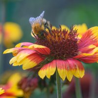 Мохнатый шмель... :: Михаил Соколов