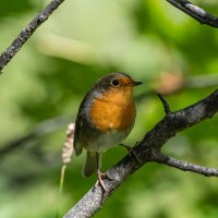 Малиновка :: Павел Катков