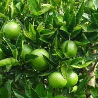 Мандарина :: Рита Симонова