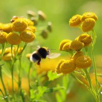 Фрагменты лета :: Галина Ильясова Фрагменты лета :: Галина Ильясова