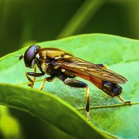 *** :: Aleksey Afonin *** :: Aleksey Afonin