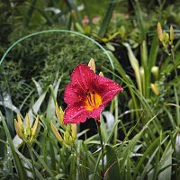 Зарисовочка с лилией после дождя :: Владимир Кроливец Зарисовочка с лилией после дождя :: Владимир Кроливец