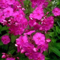 **** :: Елена Семигина **** :: Елена Семигина