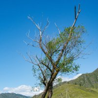 *** :: Николай Чекалин