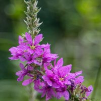 *** :: Svyatoslav [Artisan] Ph.