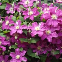 Мелькают фалдочки сиреневого фрака и юбочки воздушных балерин... :: Freddy 97