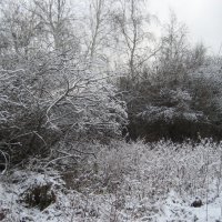 Скоро зима :: Anna Ivanova