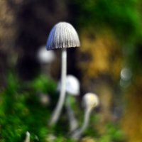 В  недрах  мхов :: Геннадий Супрун