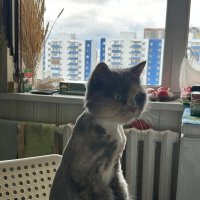 Бася готова обедать) :: Динара Каймиденова