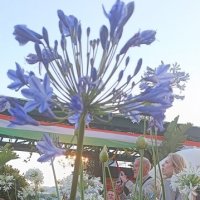 на индийском фестивале :: Галина R... на индийском фестивале :: Галина R...