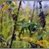 Роса на паутине :: Максим Сорокин