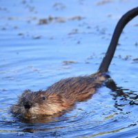 *Хвост торчком - всё пучком* :: Владилен Панченко