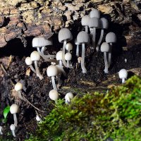 Дружный  рост :: Геннадий Супрун