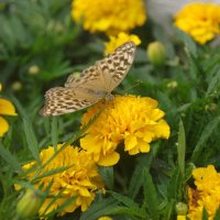 Бабочка на цветке :: Сергей Швечков Бабочка на цветке :: Сергей Швечков