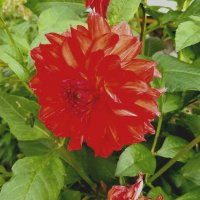 Август. :: Венера Чуйкова