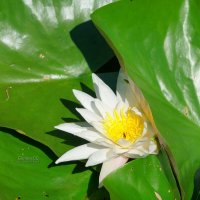 Выглянула или спряталась? :: Сергей Беляев