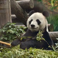 Панда Жуи :: <<< Наташа >>>