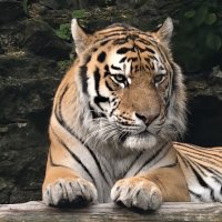 Амурский тигр :: <<< Наташа >>>