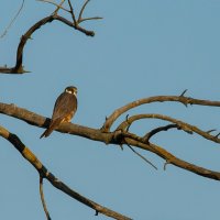 Чеглок. :: Yuri Chudnovetz