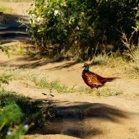 Обыкновенный фазан. :: Yuri Chudnovetz