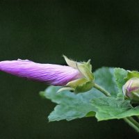 *** :: Леонид leo