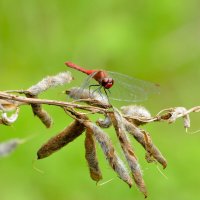 из снятого сегодня 1 :: Александр Прокудин