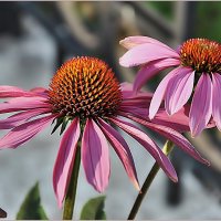 Про городские цветы... :: Aquarius - Сергей