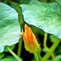 *** :: Леонид leo