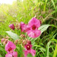 Недотрога :: Сапсан 