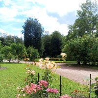 Розы :: Сапсан 