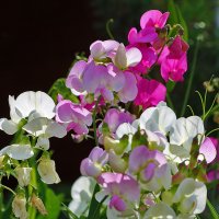 Разноцветье душистого горошка :: Светлана 