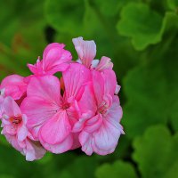 Пеларгония розовая :: Светлана Пеларгония розовая :: Светлана