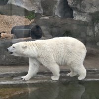 Белая медведица Айка :: <<< Наташа >>>