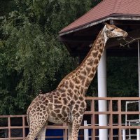 Жираф :: <<< Наташа >>>