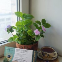 five o'clock :: zavitok *