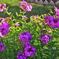 Август ..Цветы у Храма! :: Владимир 