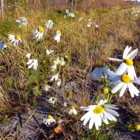 Сентябрь..Ромашки после дождя! :: Владимир 