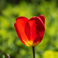 *** :: Игорь Сикорский