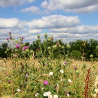 дикие травы в августе... :: Галина Флора