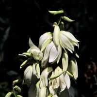 Летние цветы :: Роман Савоцкий