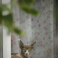 Сидит кошка на окошке, улыбается в усы. Может быть, сегодня кошке дали вкусной колбасы? :: Татьяна Бравая