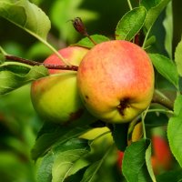 Яблочный Спас :: Юрий. Шмаков