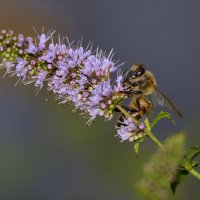 Пчела... :: Александр Посошенко