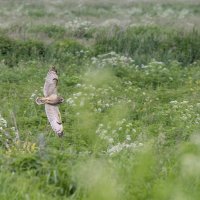 сова болотная :: юрий макаров