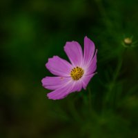 Волшебная космея. :: Sergey (Apg)